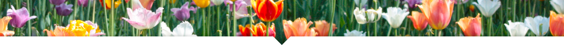 vente groupée de Fleurs