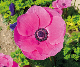 vente fleurs école